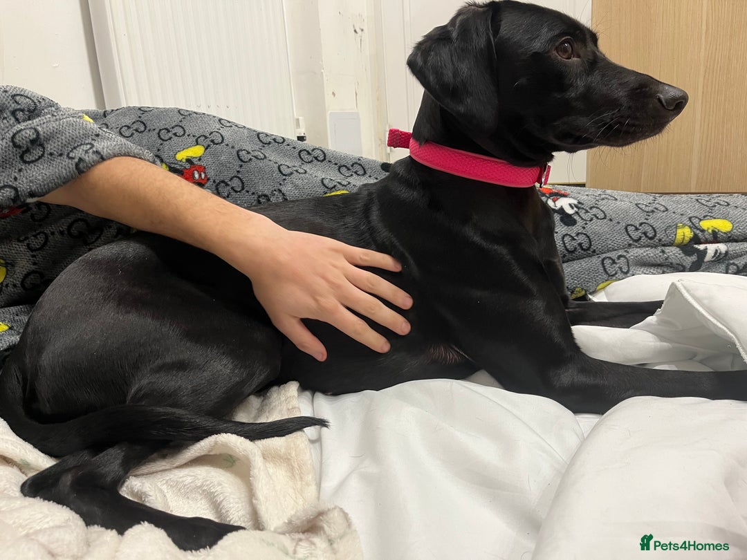 Mixed Breed dogs for sale: Gorgeous greyhound cross weimaraner - Advert 1