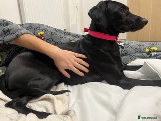 Mixed Breed dogs Gorgeous greyhound cross weimaraner - Advert 2