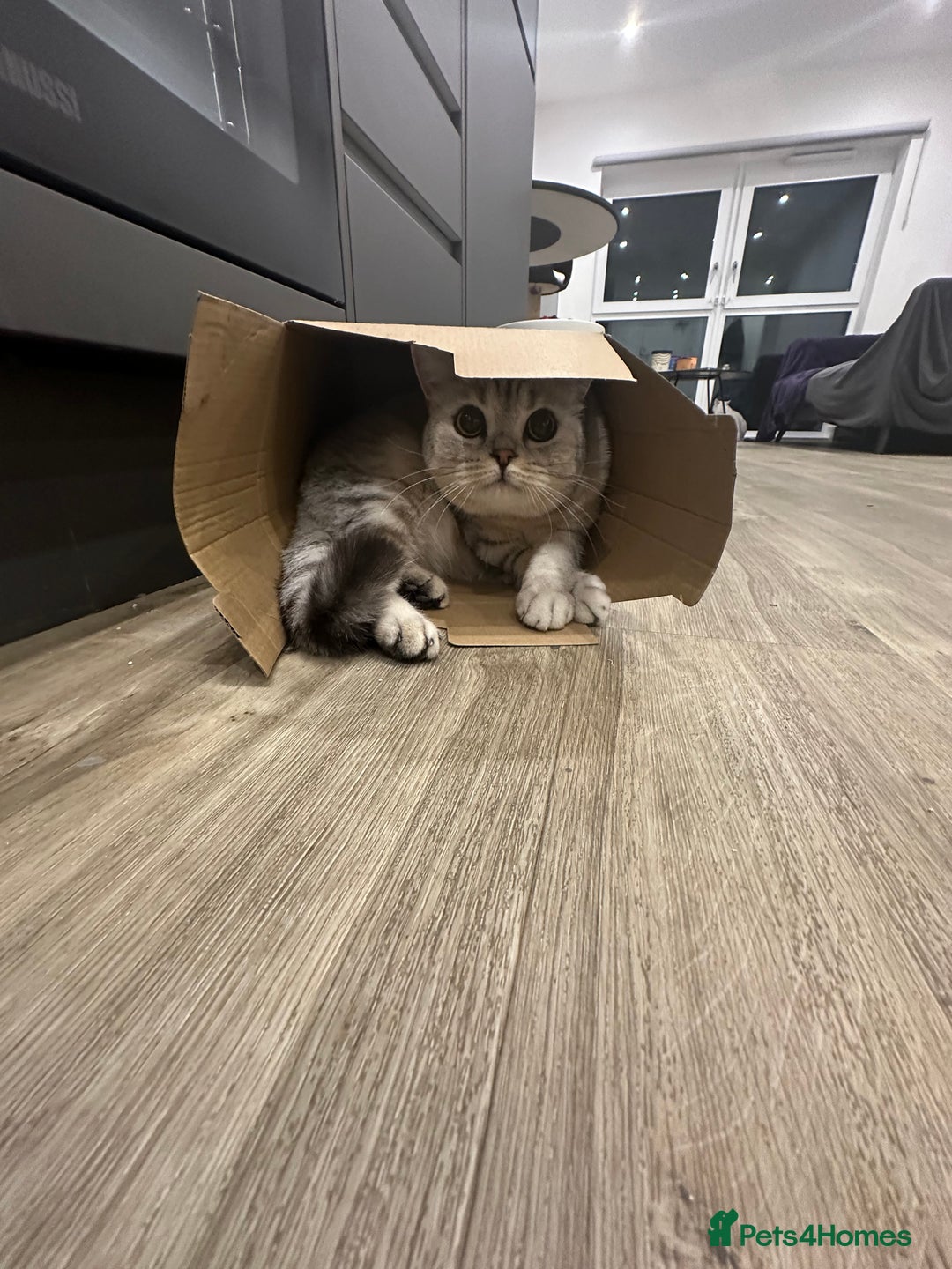 British Shorthair cats for sale: 2x British Shorthair - Advert 4