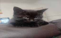 Mixed Breed cats for sale: Two long haired black kittens  - Image 5