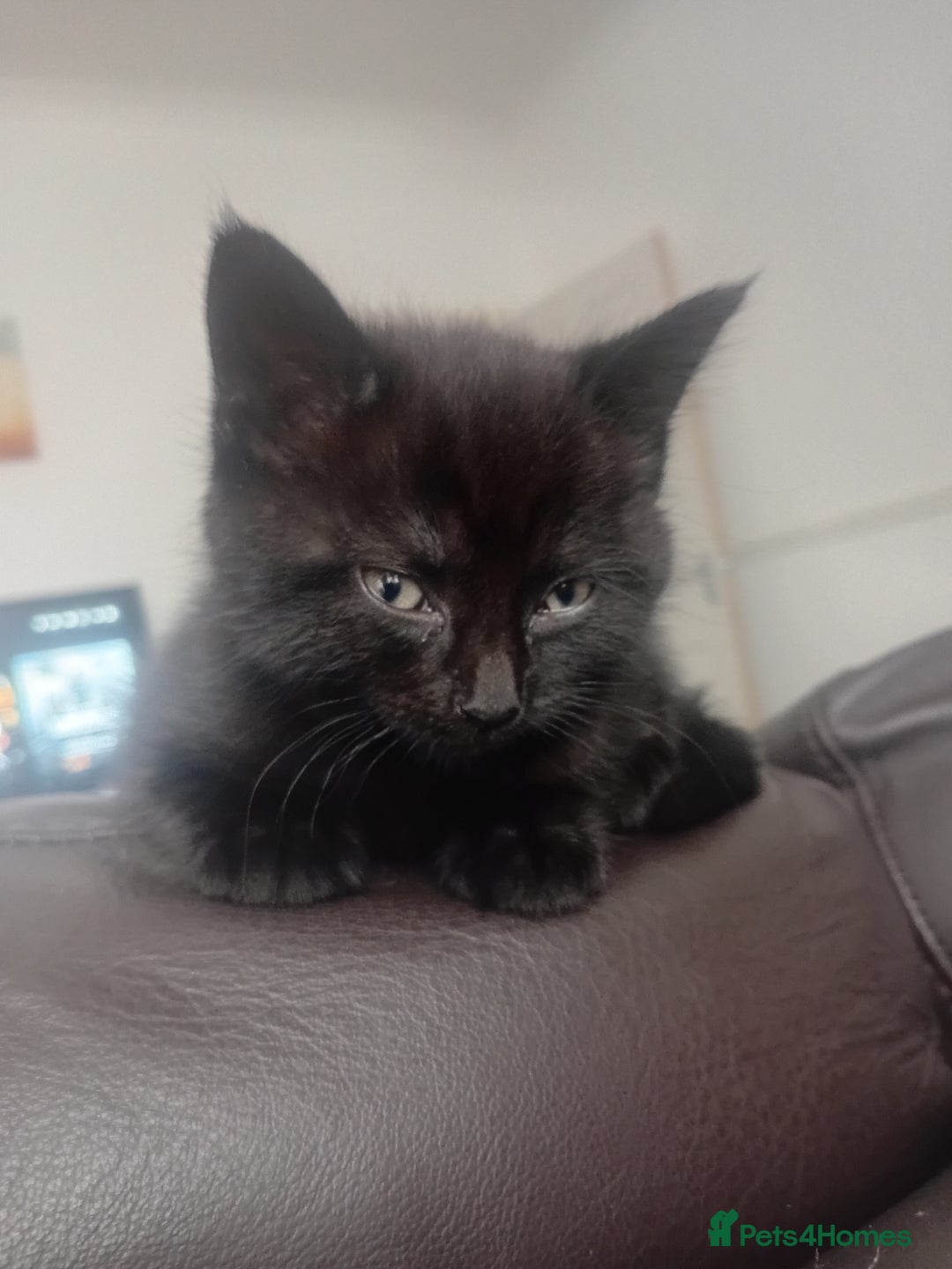 Mixed Breed cats for sale: Two long haired black kittens  - Image 5