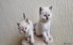 Ragdoll cats for sale: Beautiful Ragdoll Kittens.  - Image 5