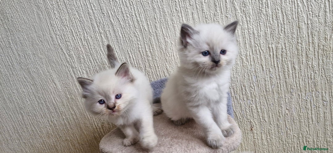 Ragdoll cats for sale: Beautiful Ragdoll Kittens.  - Image 5