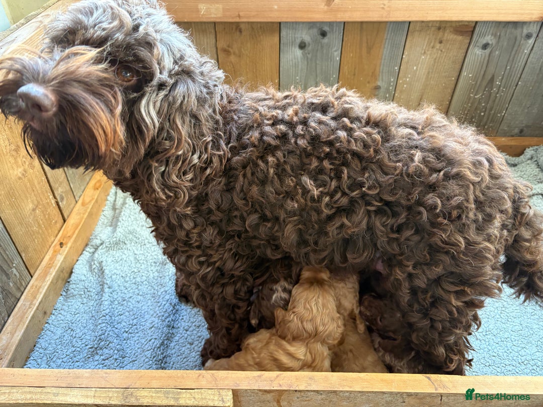 Cockapoo dogs for sale: F1b cockapoo puppies - Advert 10