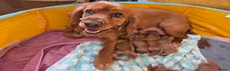 Cocker Spaniel dogs for sale: Beautiful 100% Cocker Spaniel puppies- litter of 6 - Advert 22