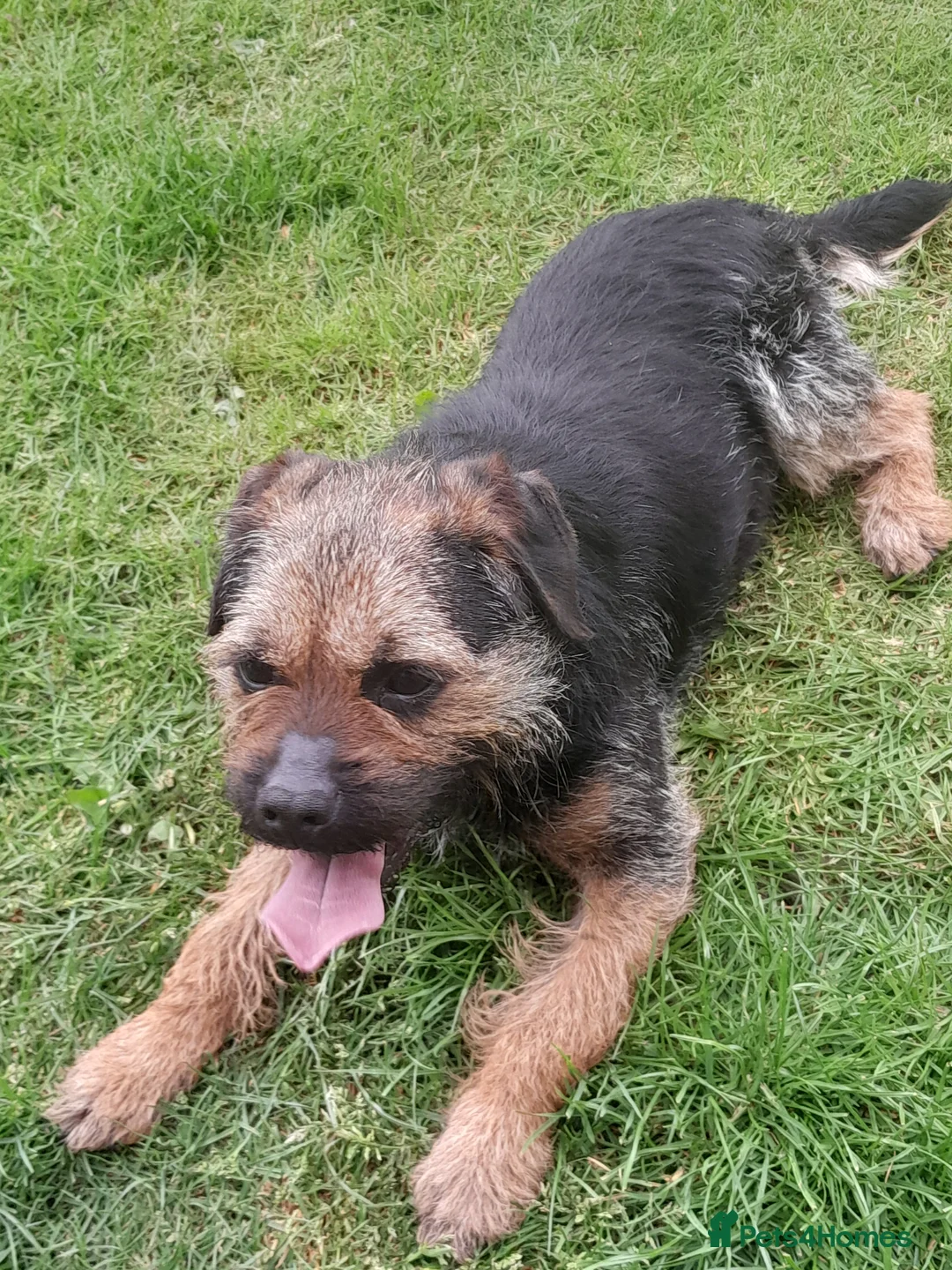 Border Terrier dogs for stud: Blue and tan proven stud in Bishop Auckland - Advert 4