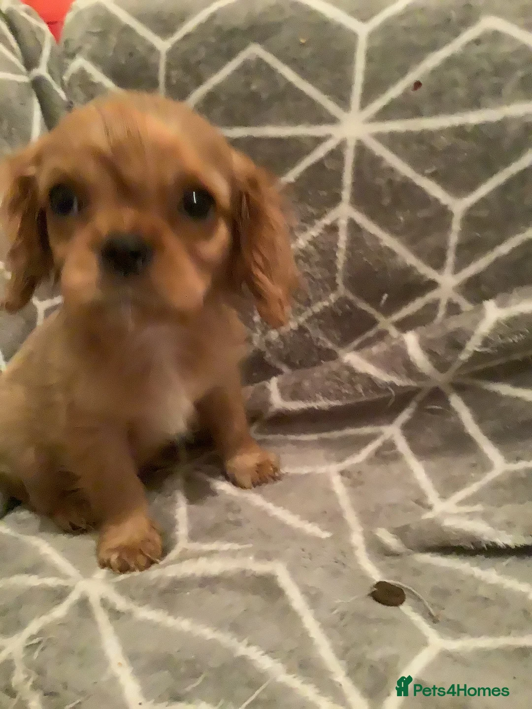 Cavalier King Charles Spaniel dogs for stud: PROVEN Heart and eye tested DE/CC/EF cavalier stud in Swansea - Advert 6