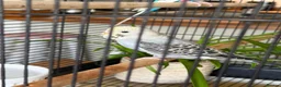 Budgerigars birds for sale: Young Budgies in Carlisle - Advert 5