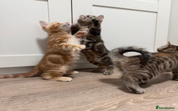 Mixed Breed cats for sale: Kittens looking for a loving home  - Image 6