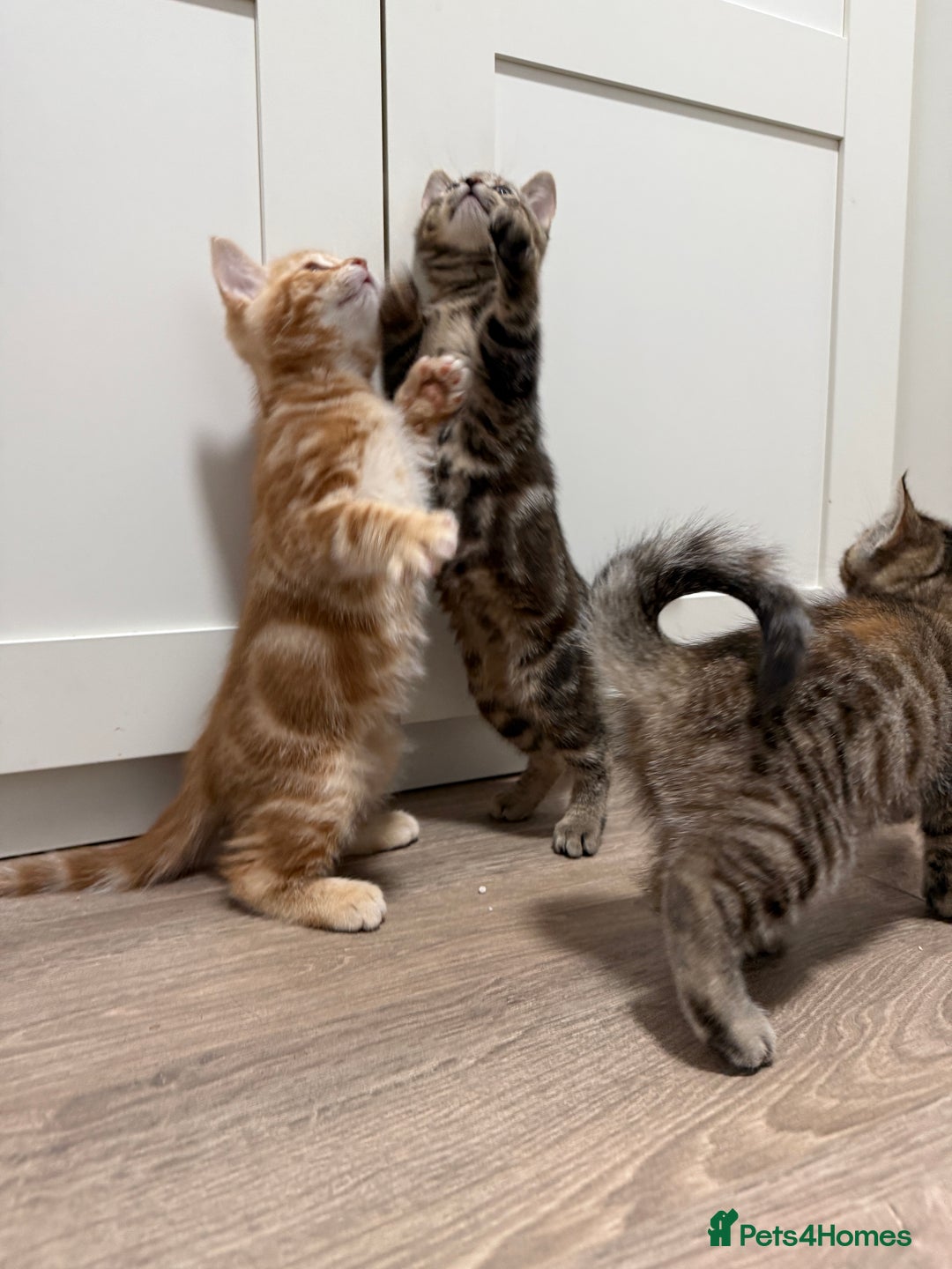 Mixed Breed cats for sale: Kittens looking for a loving home  - Image 6