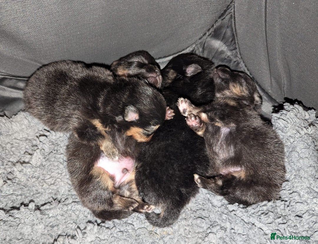 Pomeranian dogs for stud: 💜🧡Lilac & tan KC stud Benji champions in line  in Guildford - Image 13