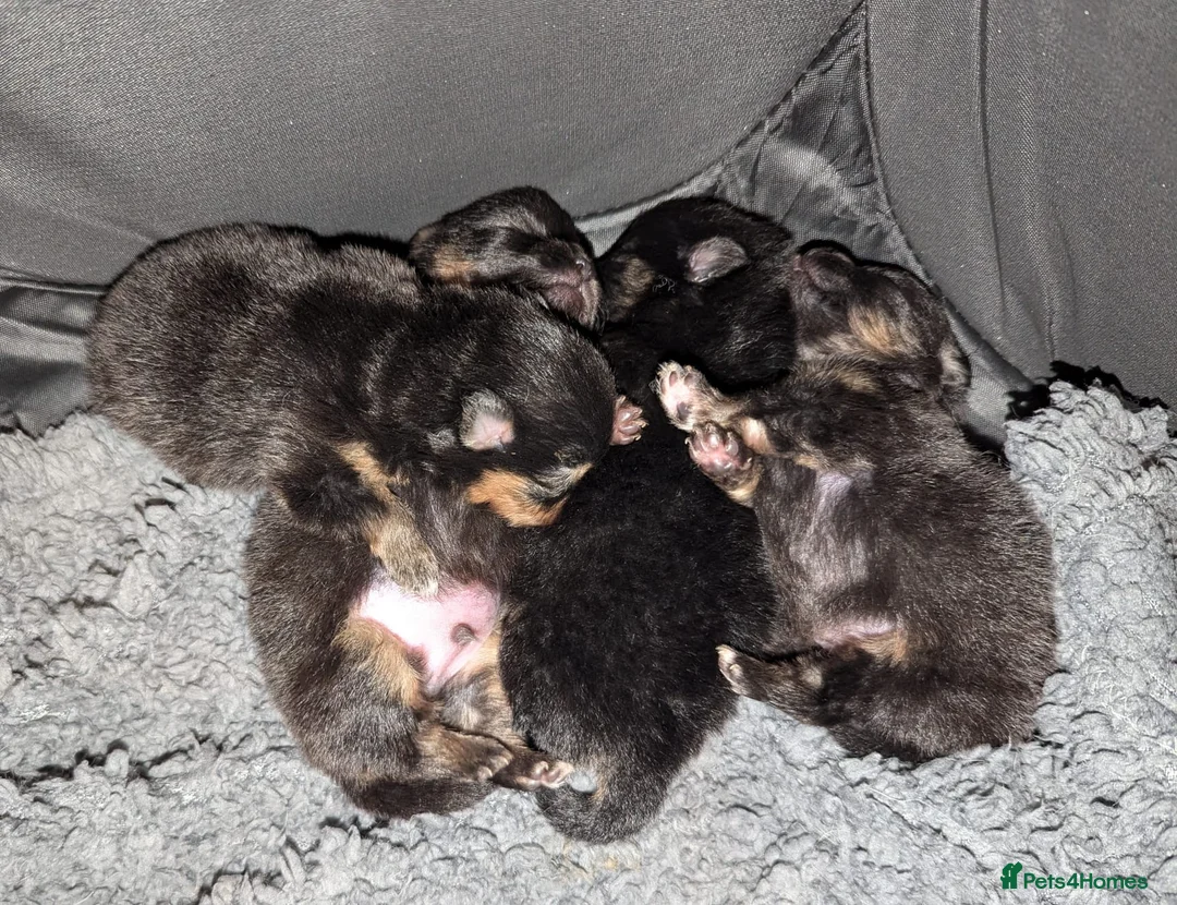 Pomeranian dogs for stud: 💜🧡Lilac & tan KC stud Benji champions in line  in Guildford - Advert 13