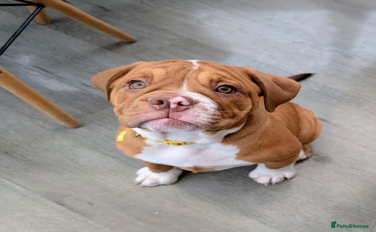 Olde English Bulldogge dogs - Advert 1