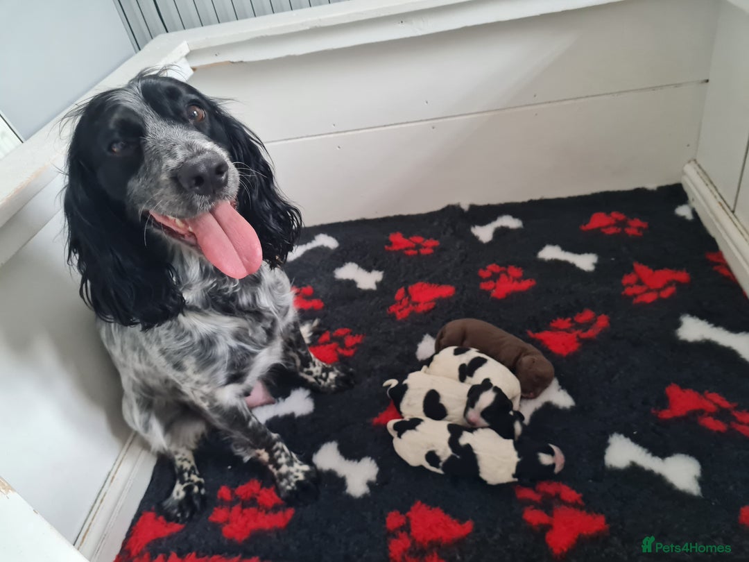 Cocker Spaniel dogs for sale: Exceptional Working Cocker Spaniel Pups – KC Reg - Image 15
