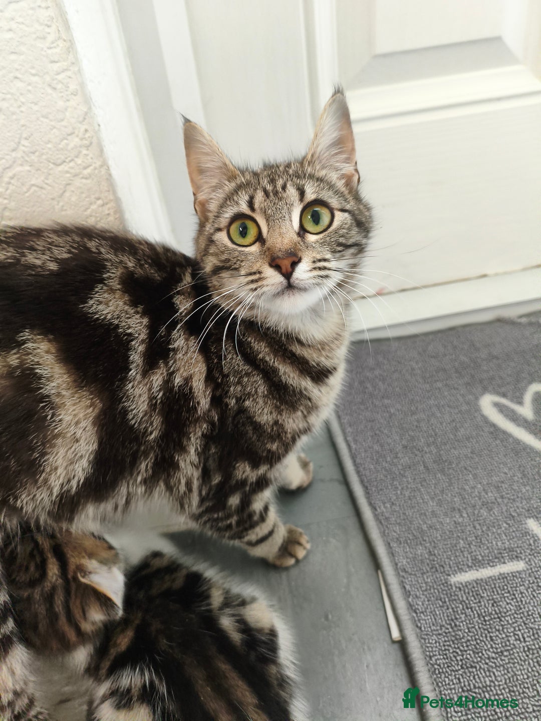 Domestic Shorthair cats for sale: Besutifull kitten - Image 3