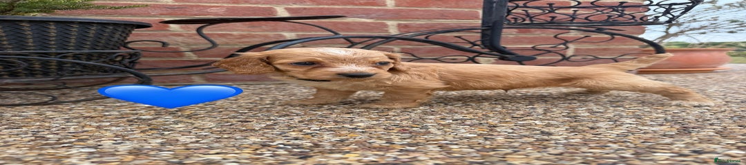 Cockapoo Puppy 6