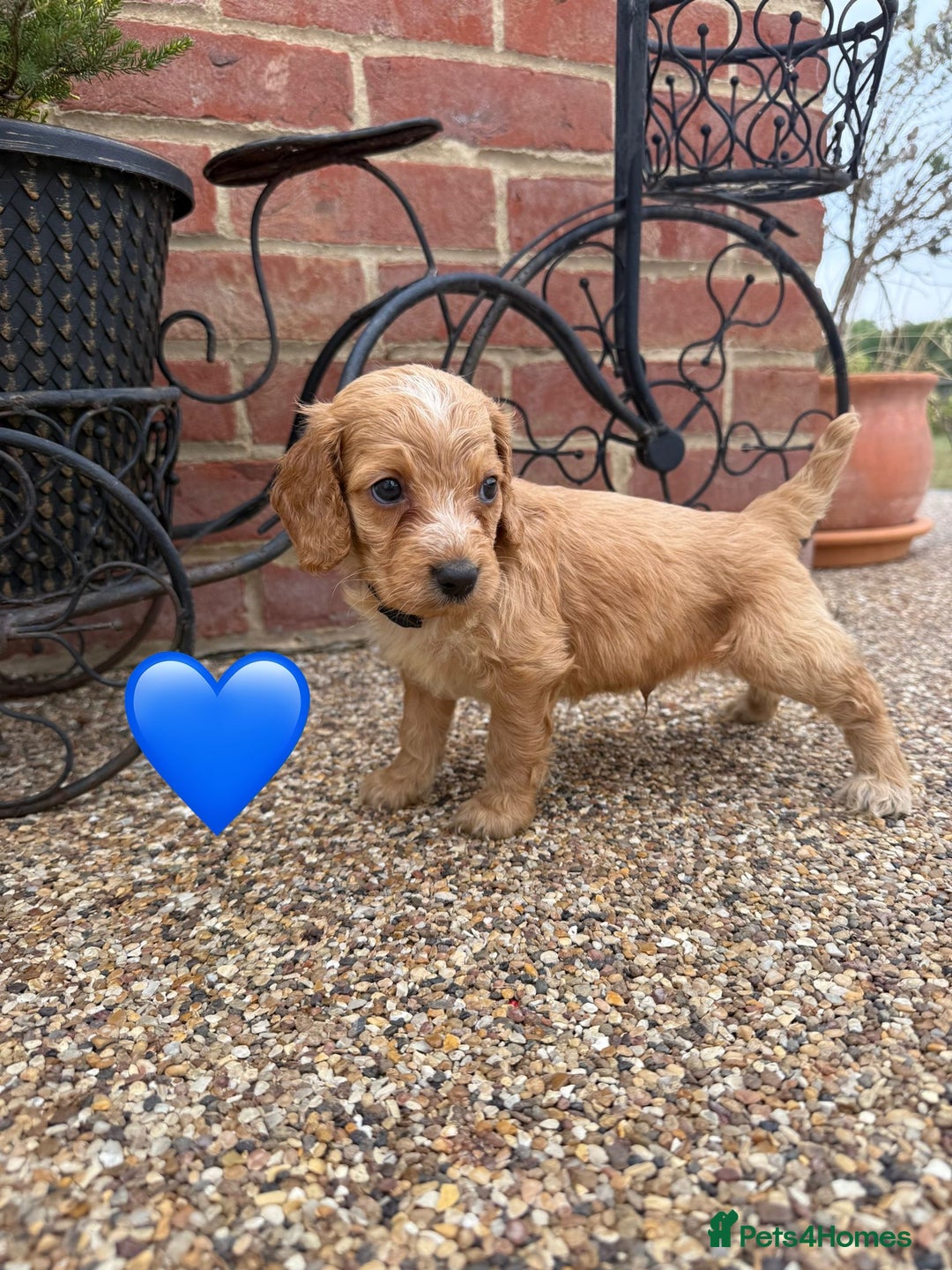 Cockapoo dogs for sale: Ready to leave Beautiful merle & gold  Cockapoos  - Image 11