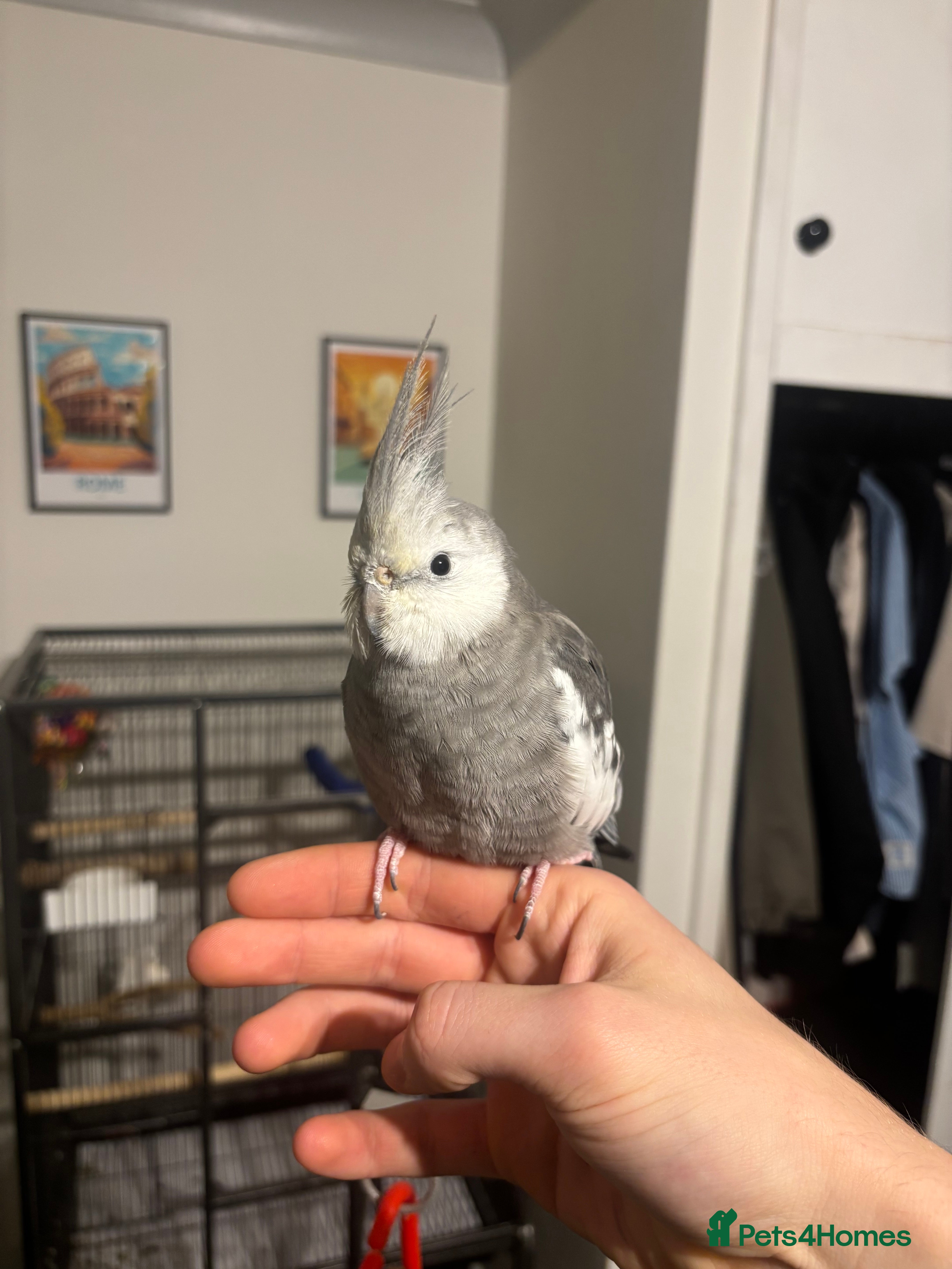 Cockatiels birds Super Tame White Face Cockatiel - 18 months  - Advert 1