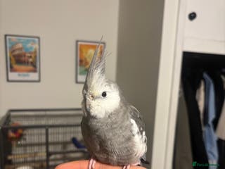 Cockatiels birds Super Tame White Face Cockatiel - 18 months - Advert 1