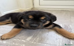 Rottweiler dogs for sale: Rottweiler Puppy - Image 5