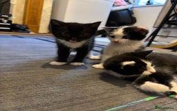 British Longhair cats for sale: Three adorable kittens  - Image 15