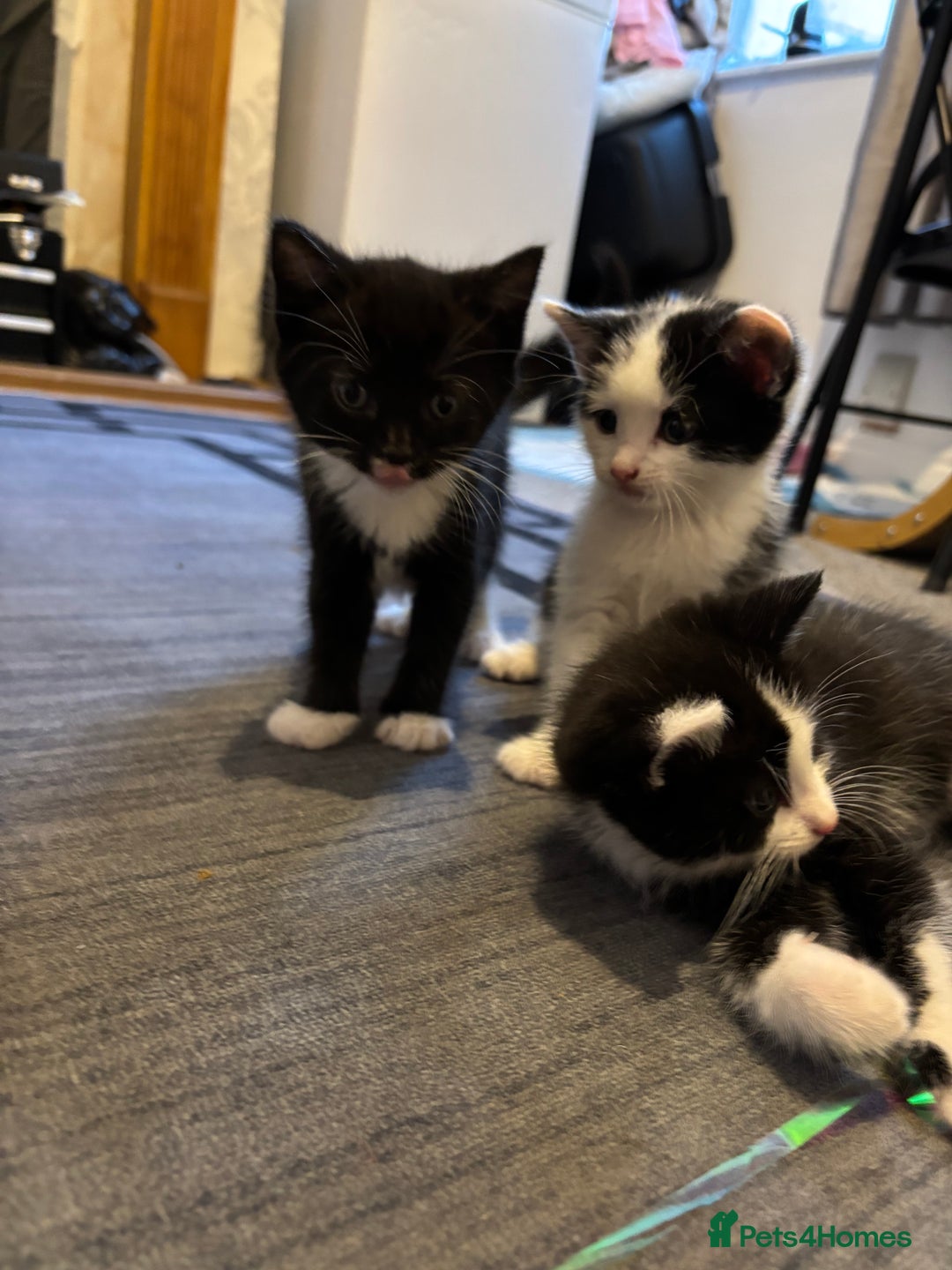 British Longhair cats for sale: Three adorable kittens  - Image 15