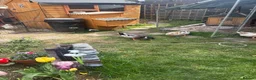 Ducks poultry for sale: Appleyard ducks - Advert 2