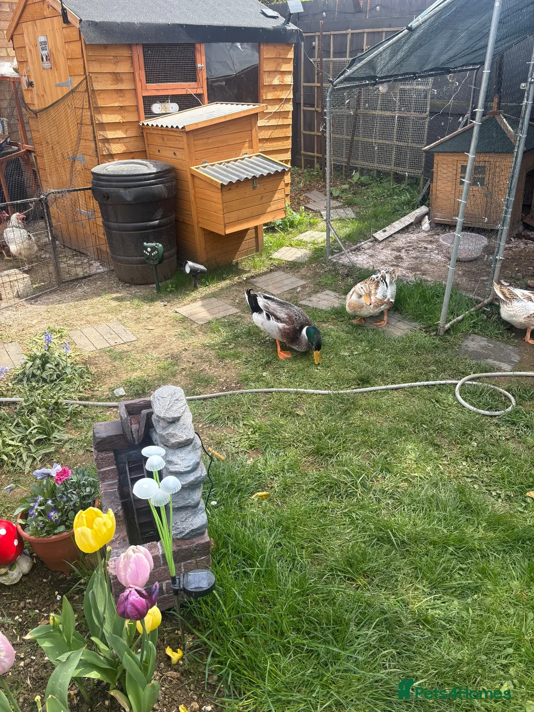 Ducks poultry for sale: Appleyard ducks - Advert 2