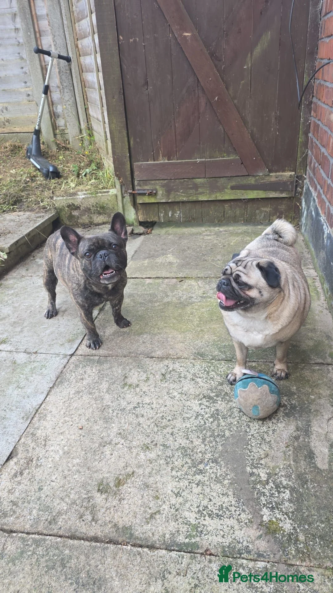 Pug dogs for sale: Otis and Rolo - Advert 3