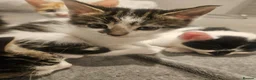 Mixed Breed cats for sale: Sweet kittens in London - Advert 7