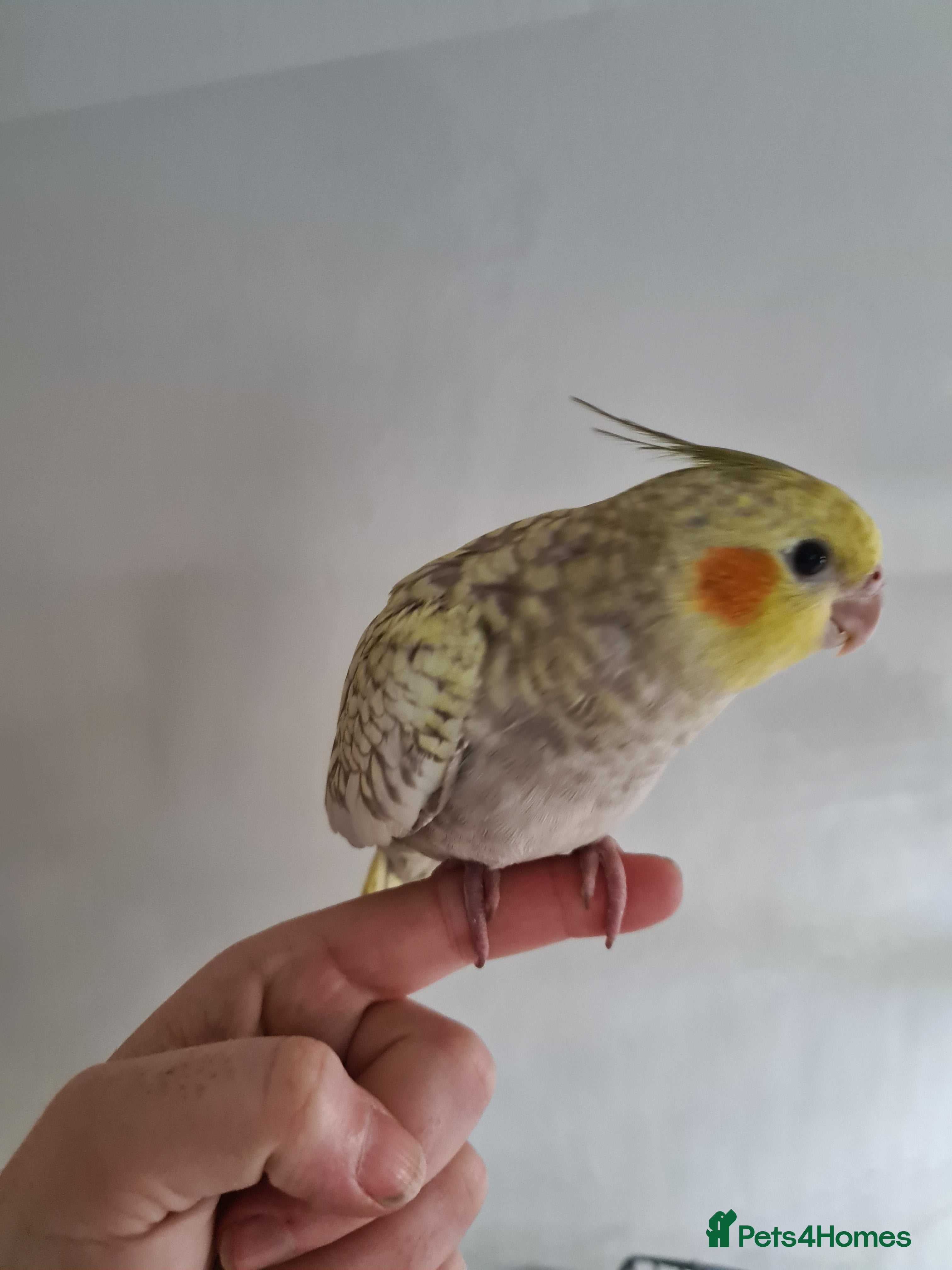 Cockatiels birds Female Hand-Tame Sweet Cockatiel - Advert 5