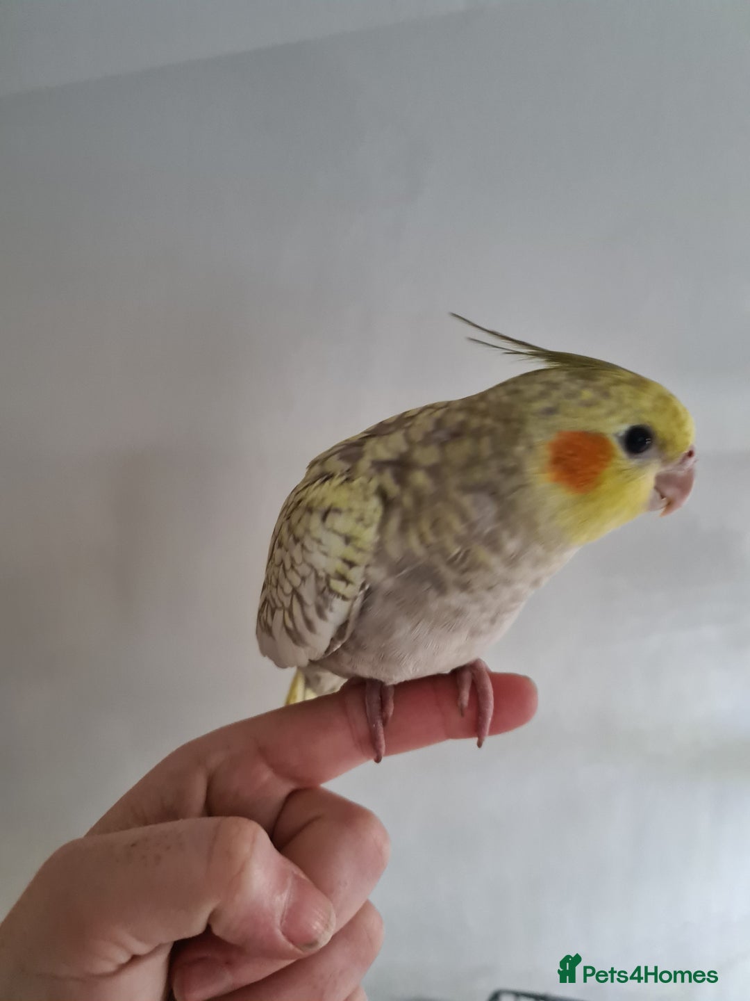 Cockatiels birds for sale: One Male, One Female Hand-Tame Sweet Cockatiels - Advert 2
