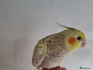 Cockatiels birds Female Hand-Tame Sweet Cockatiel - Advert 3