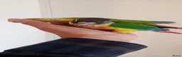 Conures birds for sale: Handreared green cheek conures for sale - Advert 10