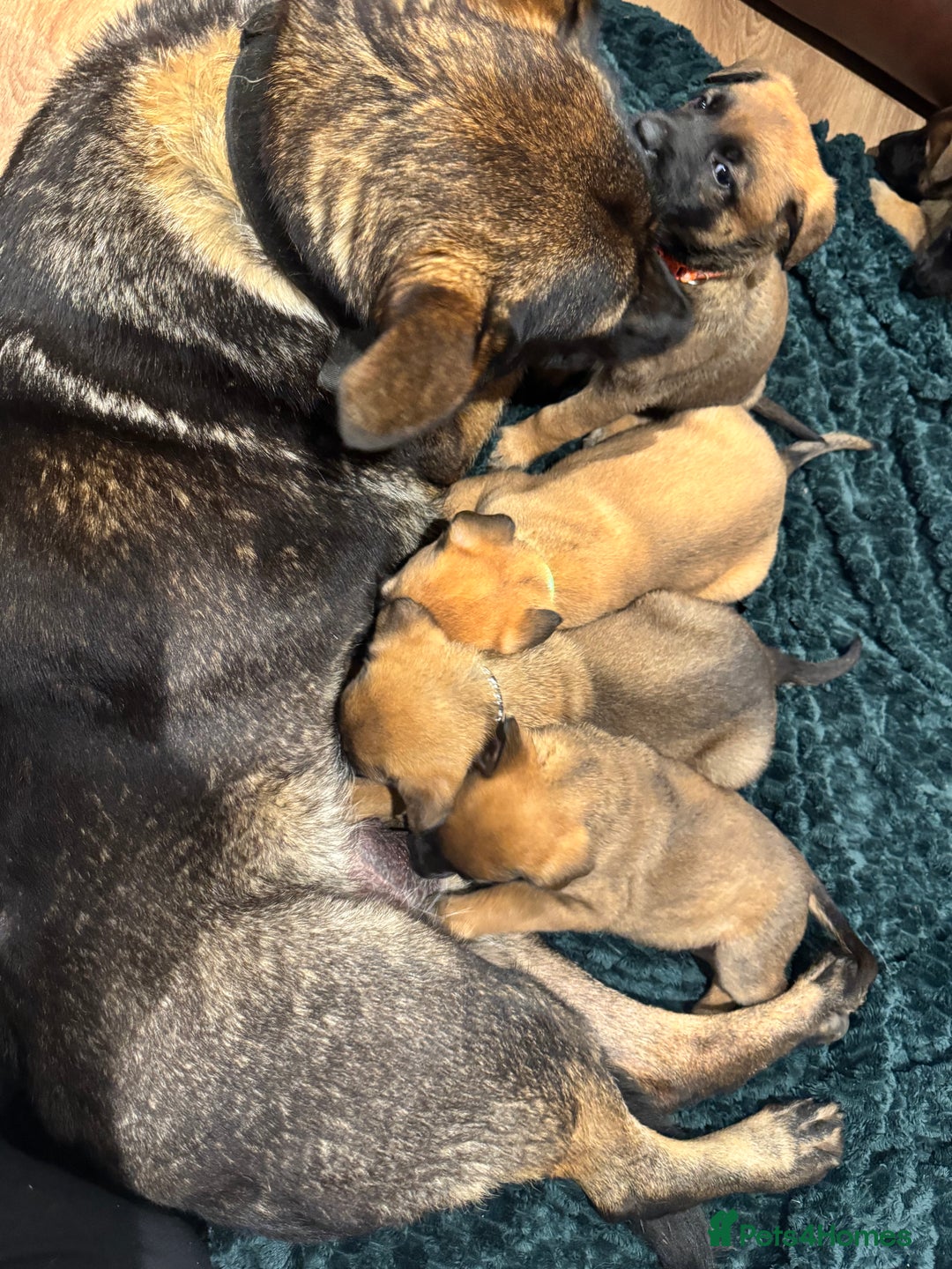 Mixed Breed dogs for sale: Gorgeous GSD X Belgian Malinois Pups Available - Advert 7