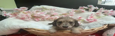 Puppy 3