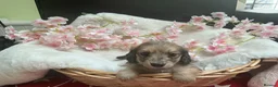 Dachshund dogs for sale: Miniture long haired dushounds puppy’s - Advert 7