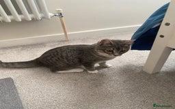 Ragdoll cats for sale: Ragdoll cross silver tabby kitten - Image 2