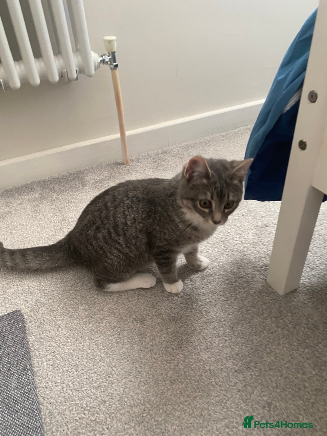 Ragdoll cats for sale: Ragdoll cross silver tabby kitten - Image 2