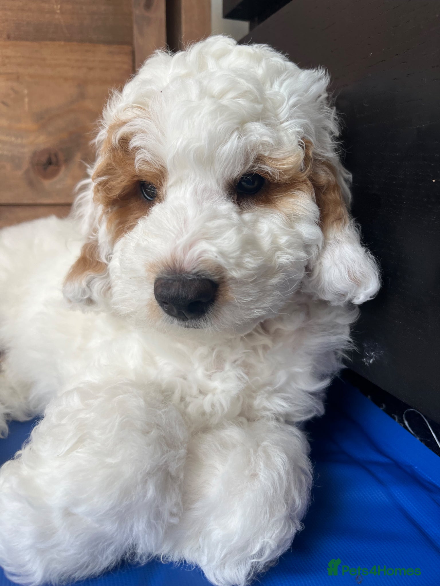 Australian Labradoodle dogs AUSTRALIAN LABRADOODLES - Great recommendations.  - Advert 2