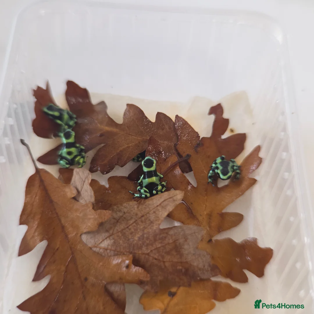 Frog reptiles for sale: Dendrobates auratus ‘Green & Black’ Dart Frogs - Advert 1