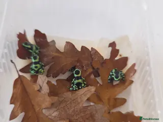 Frog reptiles for sale: Dendrobates auratus ‘Green & Black’ Dart Frogs - Advert 2