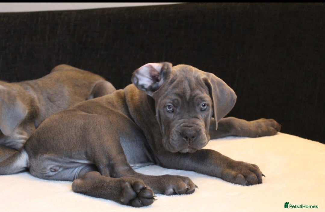Cane Corso dogs for sale: BEAUTIFUL BLUE CANE CORSO GIRLS - Image 20