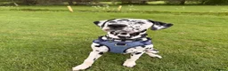 Dalmatian dogs for sale: Goose| 11month old Dalmatian  in Warrington - Advert 5