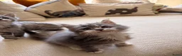 Maine Coon cats for sale: Pure breed Maine coon kitten  - Advert 3