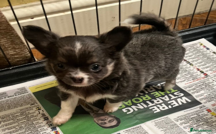 Chihuahua dogs - Advert 1