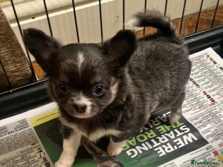 Chihuahua dogs - Advert 6