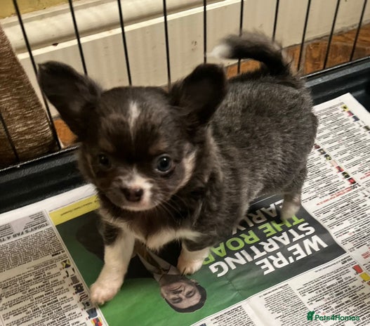 Chihuahua dogs - Advert 23