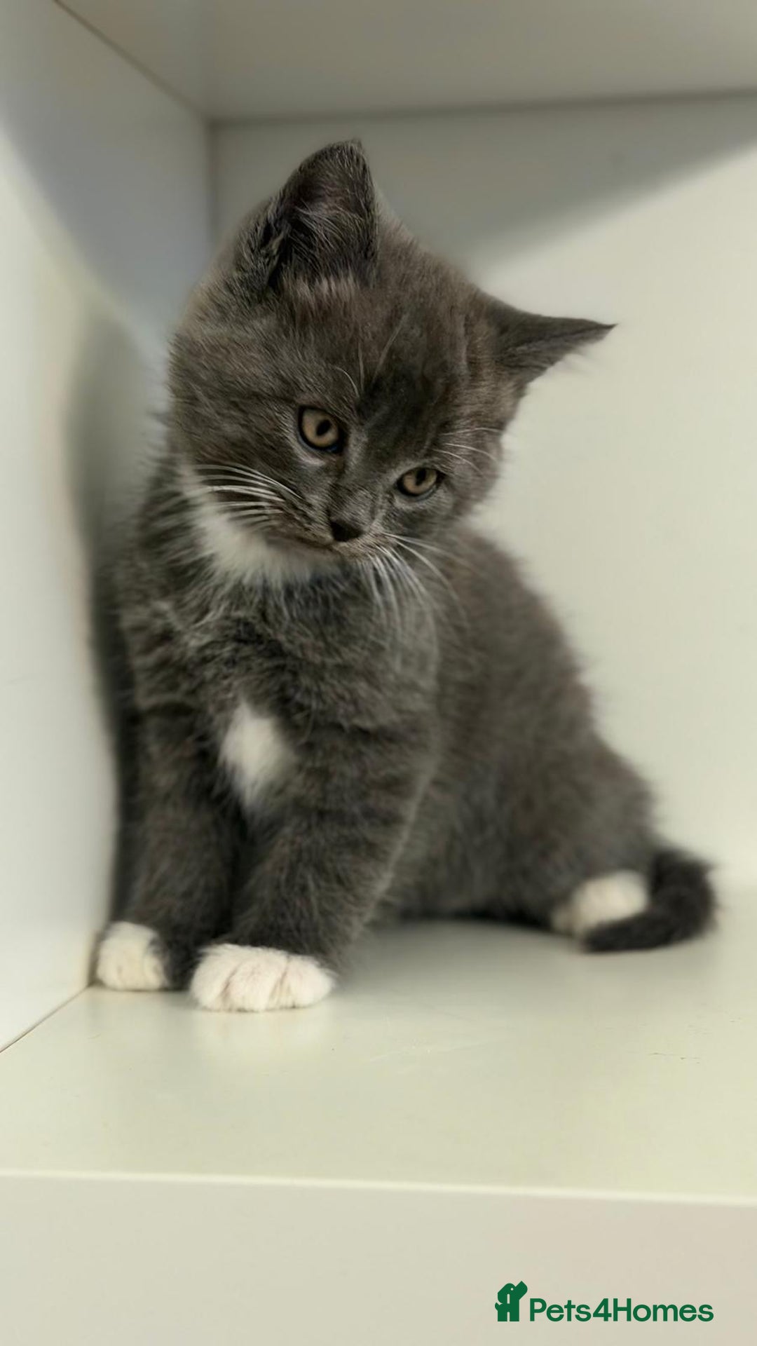 Scottish Fold cats for sale: Beautiful kittens for sell  - Advert 2