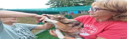 Mixed Breed dogs for adoption: 🐾🌸 MIA – A GENTLE GIRL WITH A BEAUTIFUL SOUL🌸🐾 - Advert 20